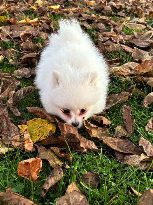 Szpic miniaturowy chłopiec