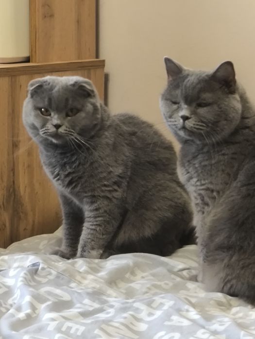 Висловуха шотландка на розведення