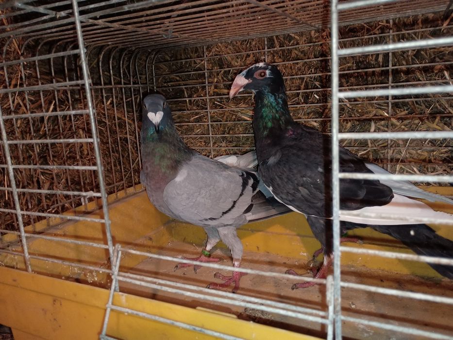 Gołębie rzeszowskie 2024/2025 samice i samce