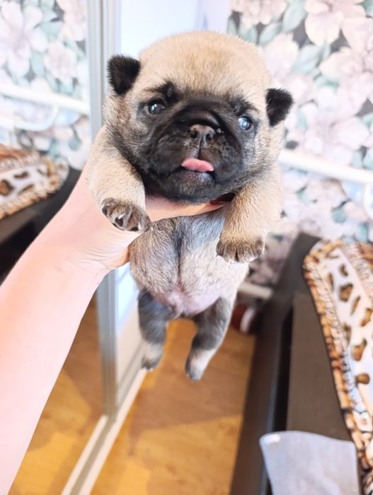 Милі мопсята,хлопчик і дівчатка