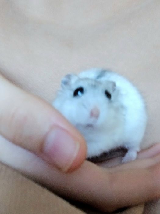 Хом'ячок джунгарик з кліткою. Клітка для хом'яка