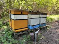 Pszczoły w ulach wielkopolskich, silne rodziny pszczele w ulu