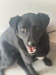 Supelek do adopcji