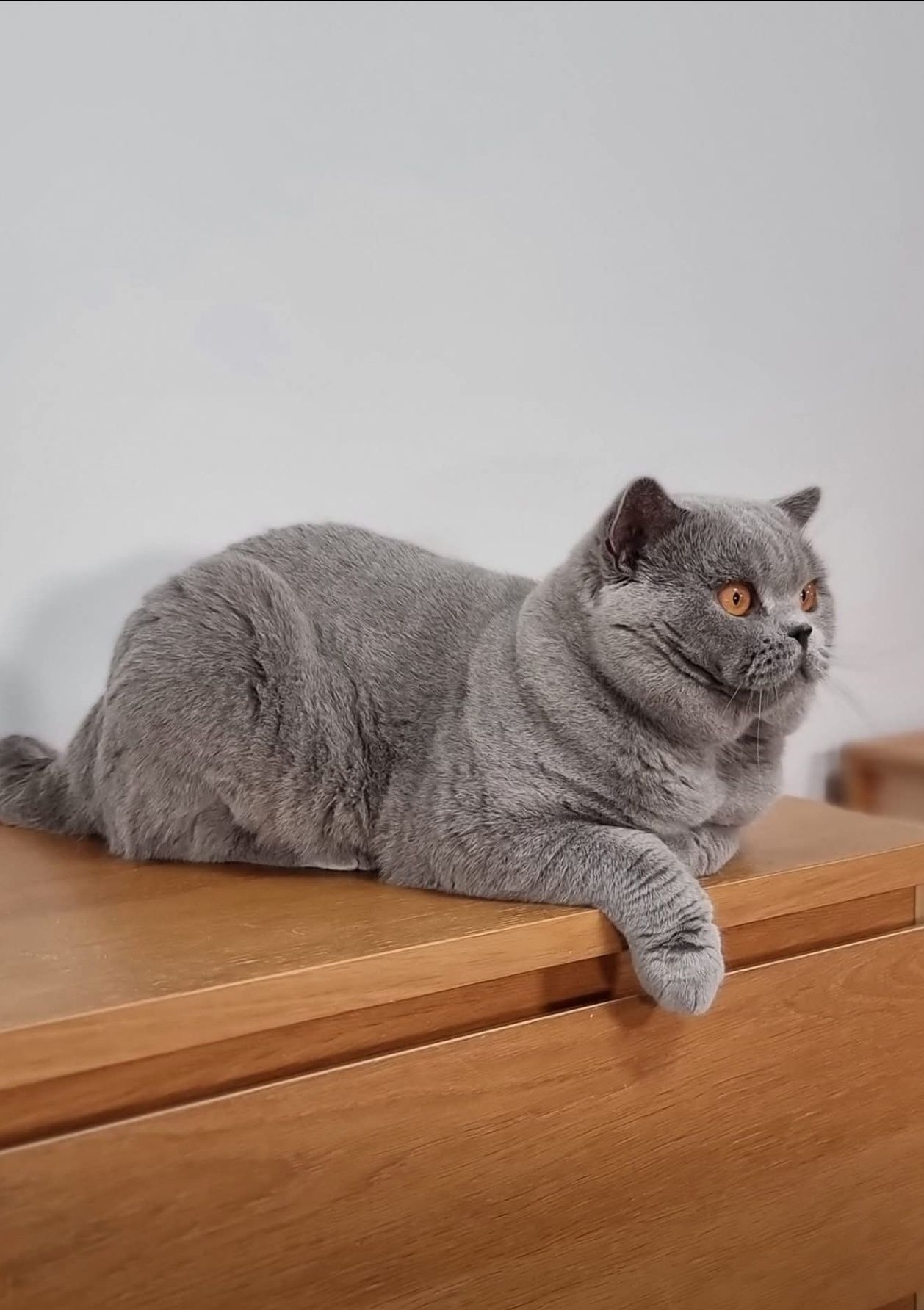 Gatinha British Shorthair