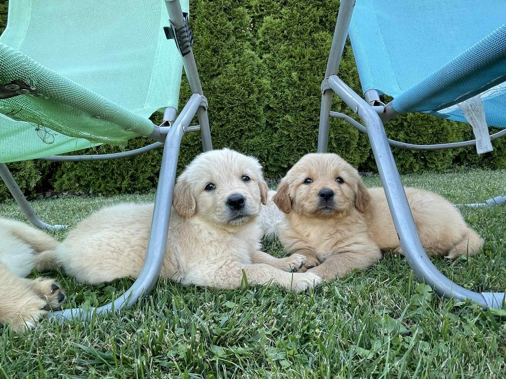 Suczka Golden Retriever