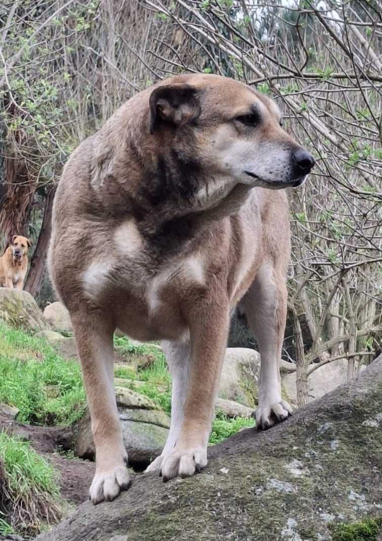 A PIPOCA está para adoção!