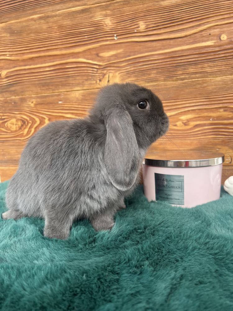 Kroliczki Mini Lop