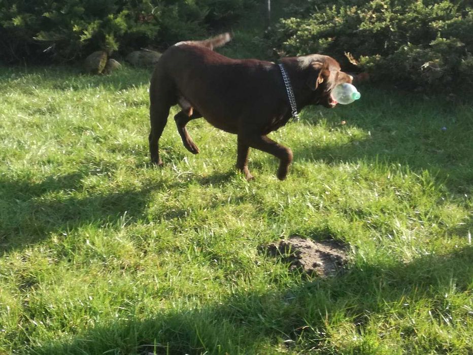 Labrador dorosły piesek