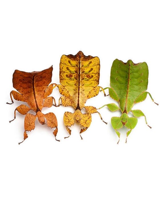 Phyllium letiranti - liściec