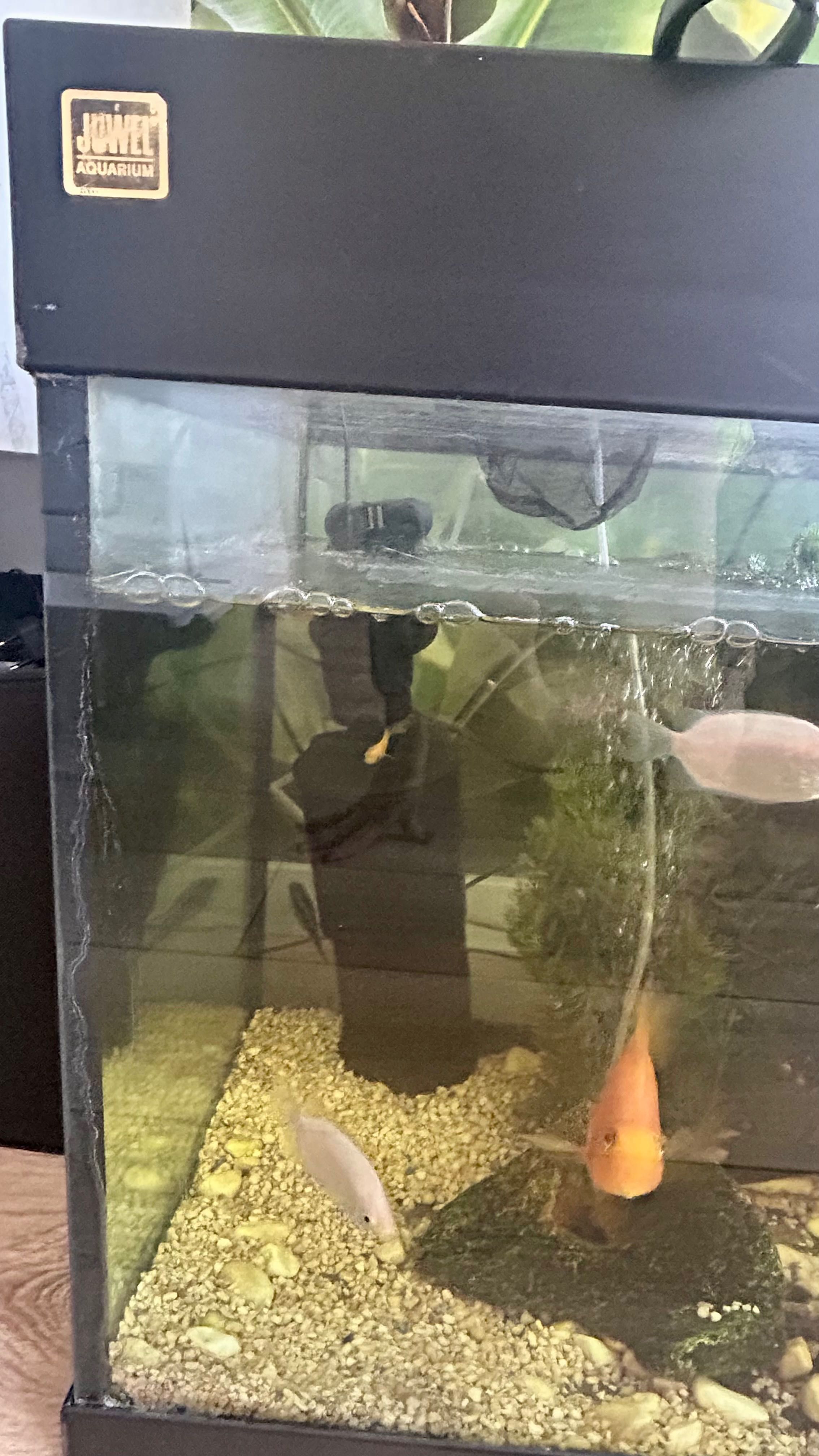 Akwarium JUWEL 240l