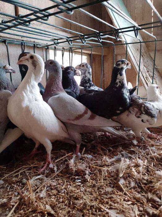 Gołębie staropolskie