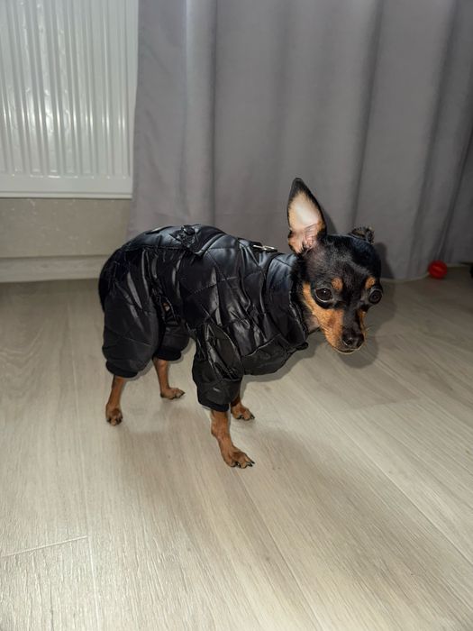 Комбинезоны для мелких пород собак зимние