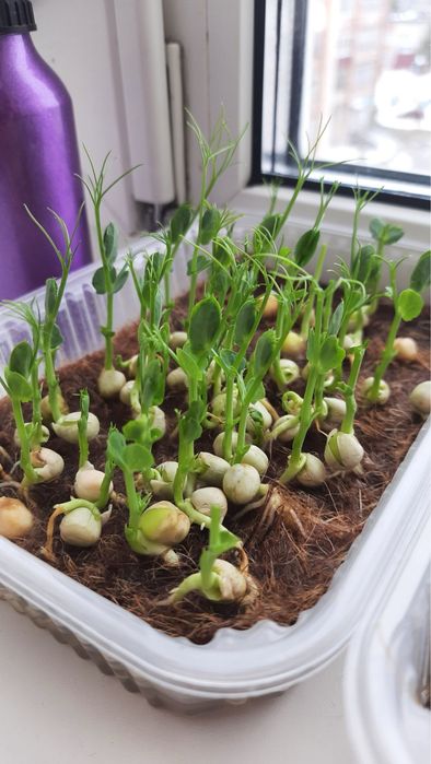 Микро зелень гороха