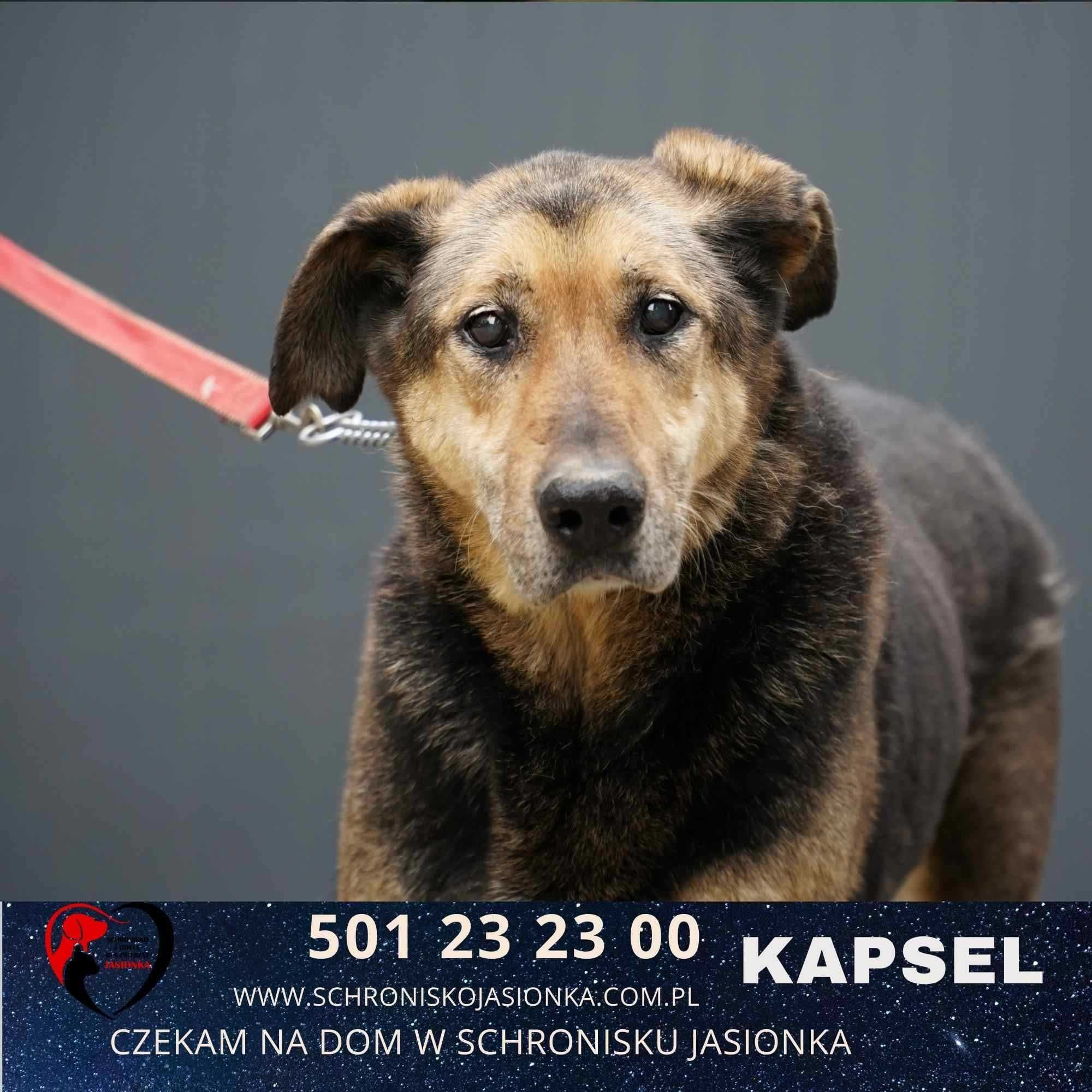 Kapsel-do adopcji