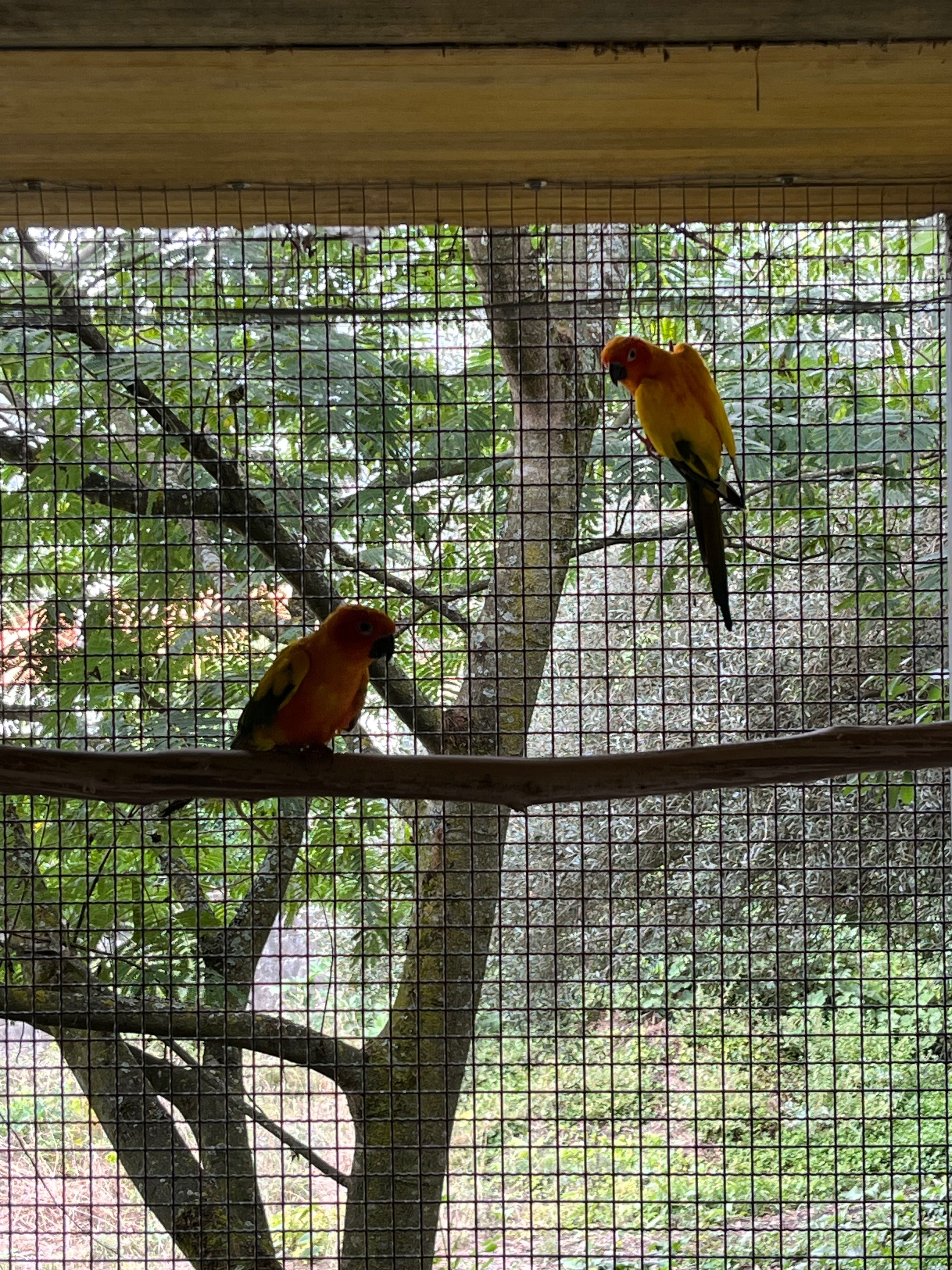 Aratingas Jandaya e Aratinga Sol