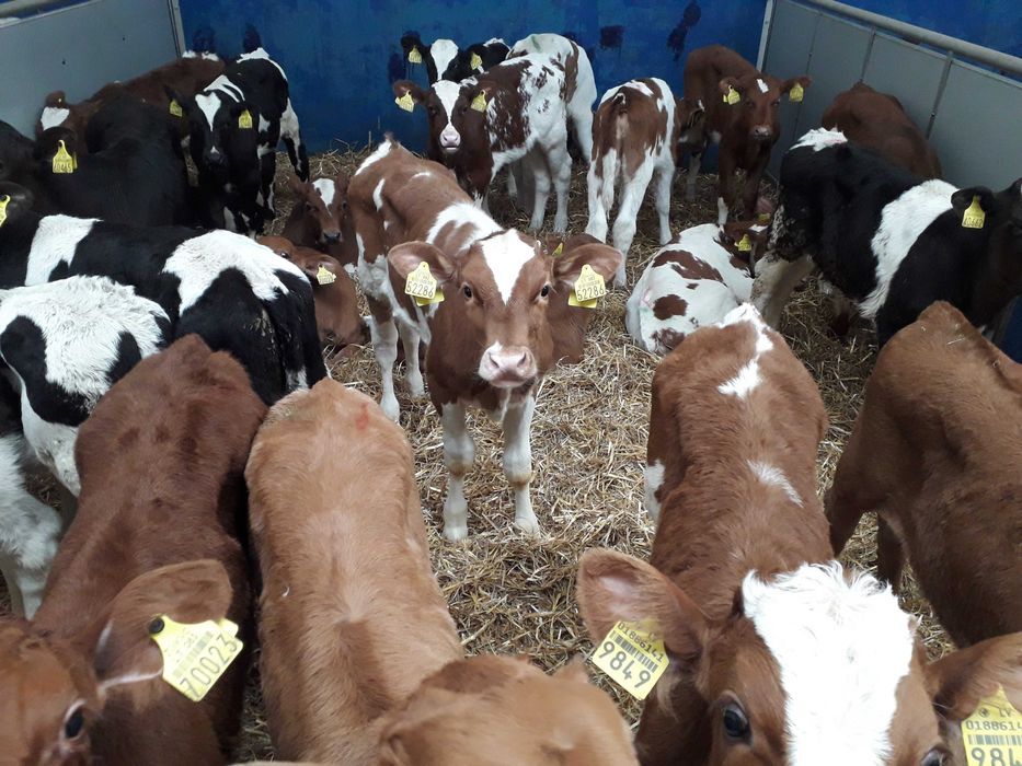 Cielęta  mięsne, MM,MS, jałówki HF na krowy, dowóz