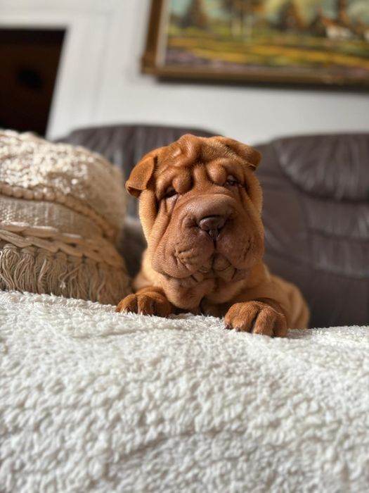 Shar pei dziewczynka
