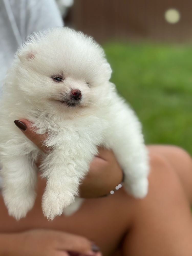 Lulu da Pomerania