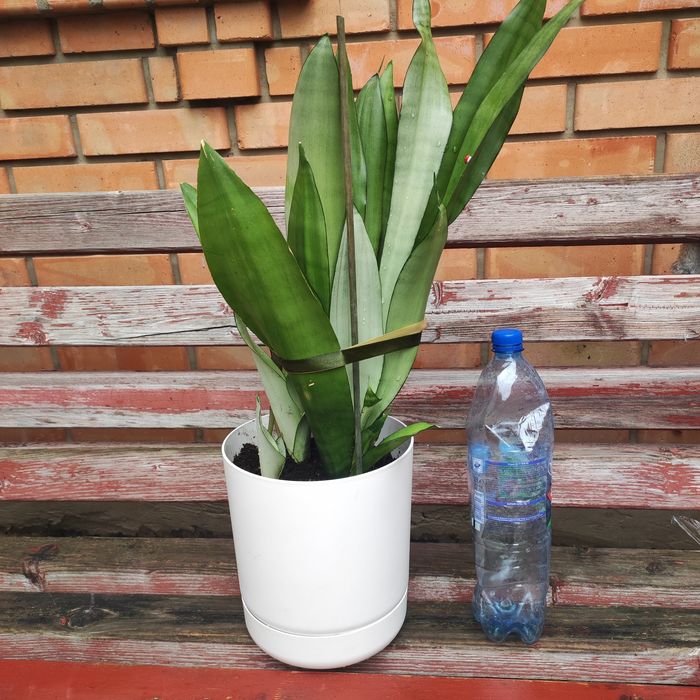 Вазони, сансівієрія муншайн