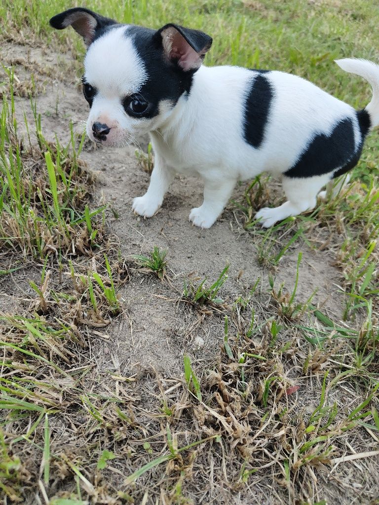 Chihuahua krótkowłosa piesek