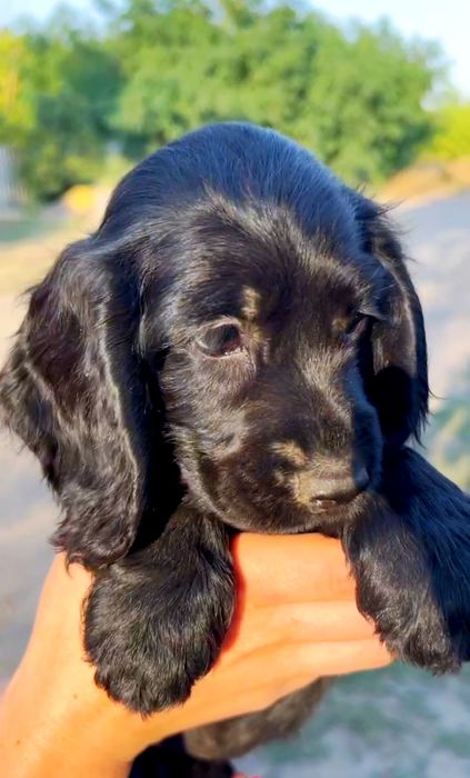 Поспішайте залишились плюшеві хлопчики Кокер Спанієль!Акція! Є хлопчик