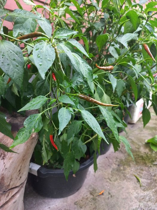 Перец чили тайский очень острый