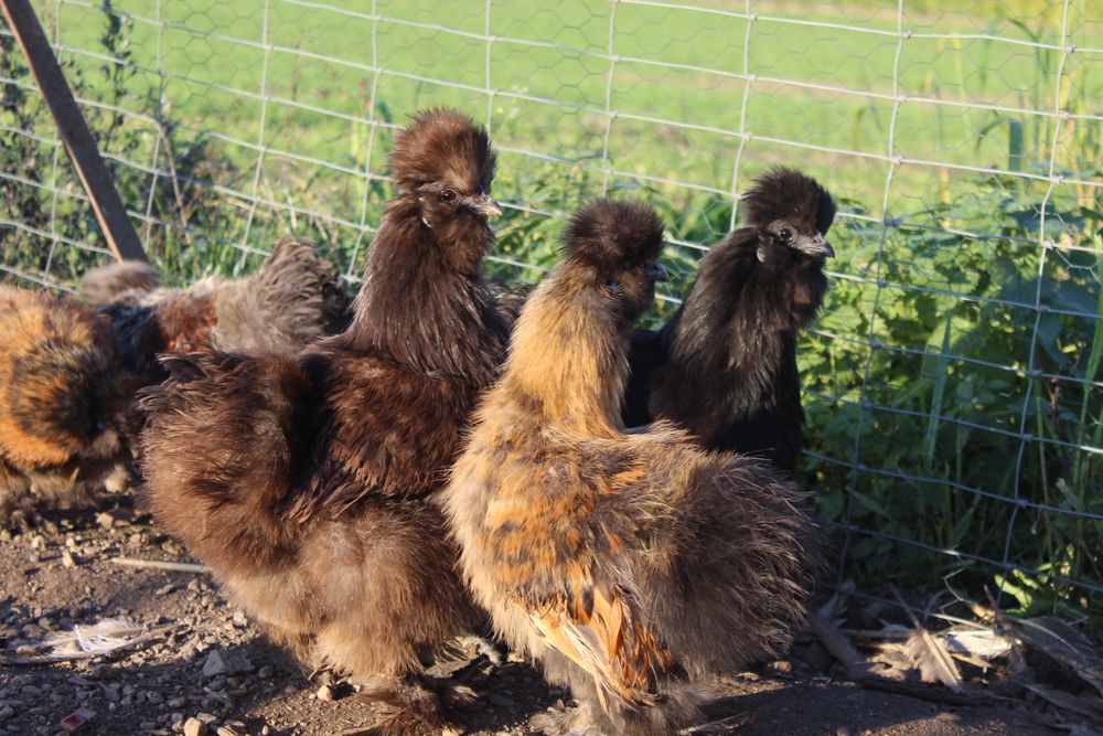 Kury, kaczki, gęsi, gołębie, indyki, króliki