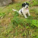 Sprzedam suczke Jack Russell Terrier