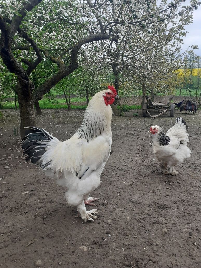 Інкубаційний яйця кури брама