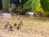 Kirys panda (Corydoras panda) od 10sztuk po 6 zł