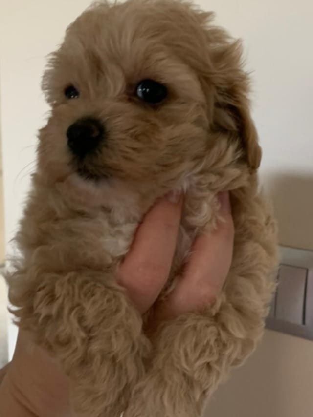 Maltipoo  Maltanczyk &Pudel  chłopiec
