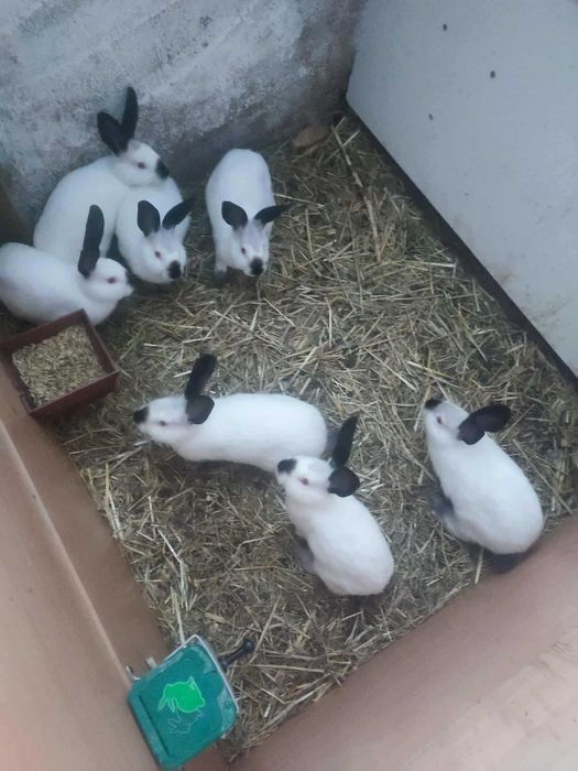 Królik kalifornijski i baran francuski