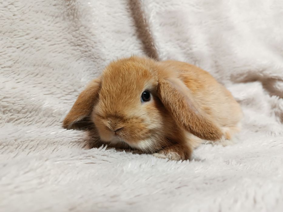 Królik karzełek minilop króliki karzełki baranki miniaturki Cena całko