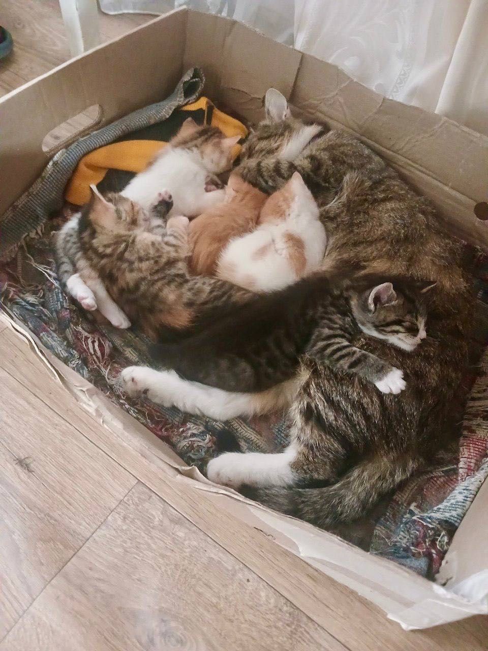 Котята в хороші руки