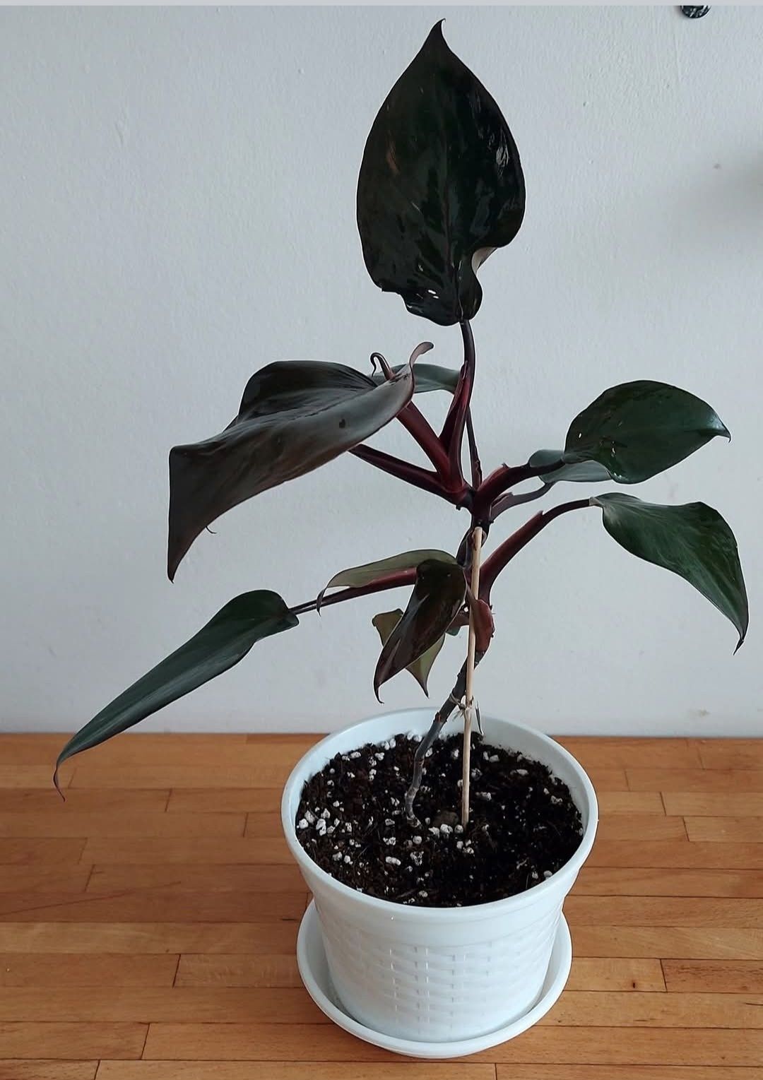 Kwiatek doniczkowy Filodendron PINK PRINCESS