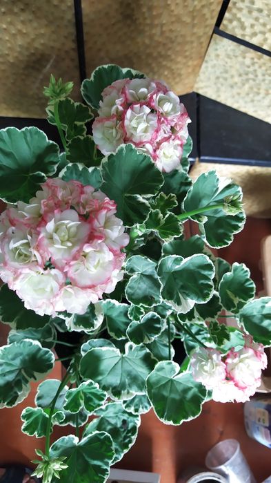 Продам зрізи та вкорінені сортові пеларгонії