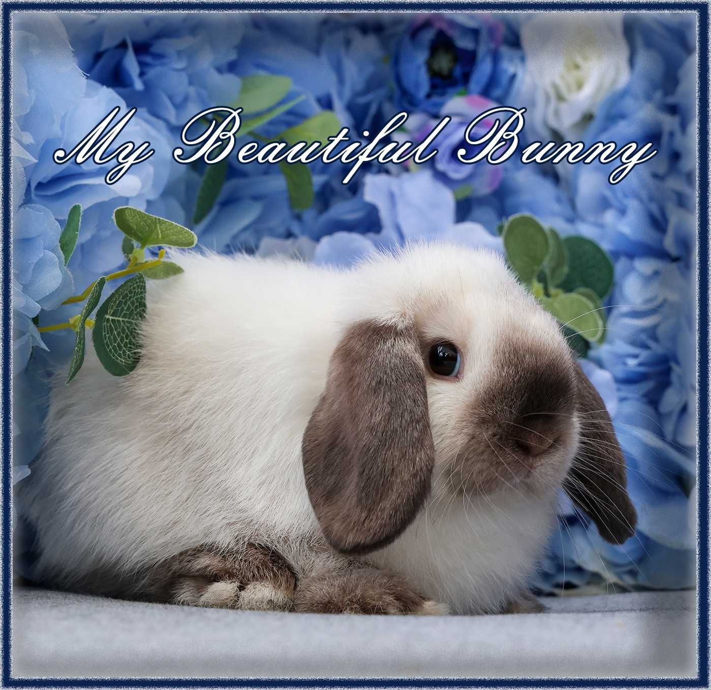Młody Króliczek 100% Mini Lop - Seal Point