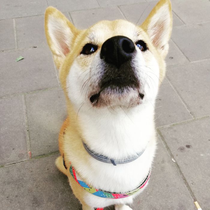 Behawiorysta i zoopsycholog - pomoc przy lęku, agresji, relacjach