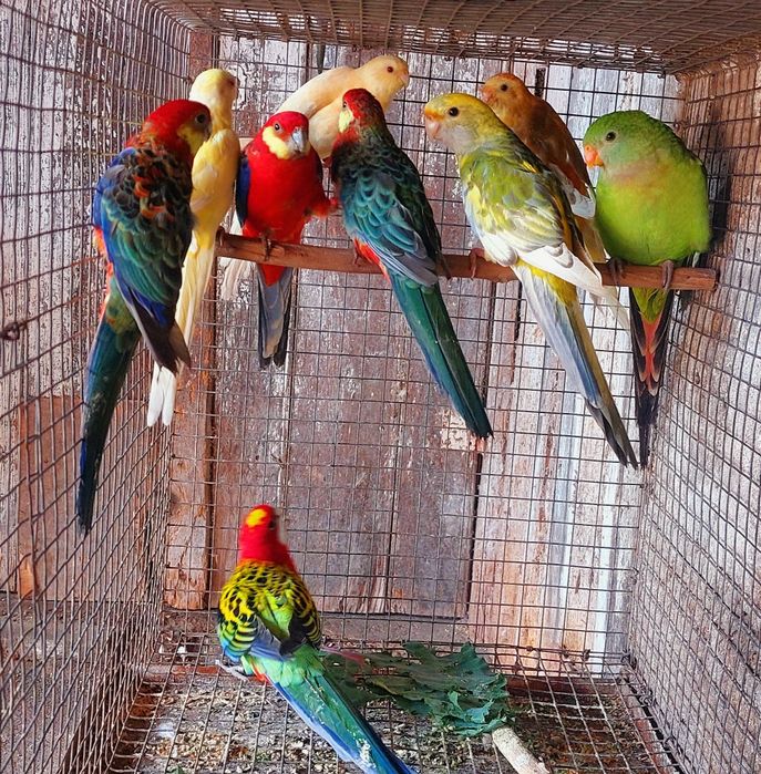 Aves em excelente estado