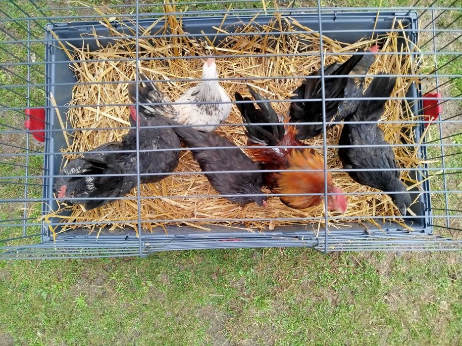 Liliputki liliputy (seramy) i koguty nioski