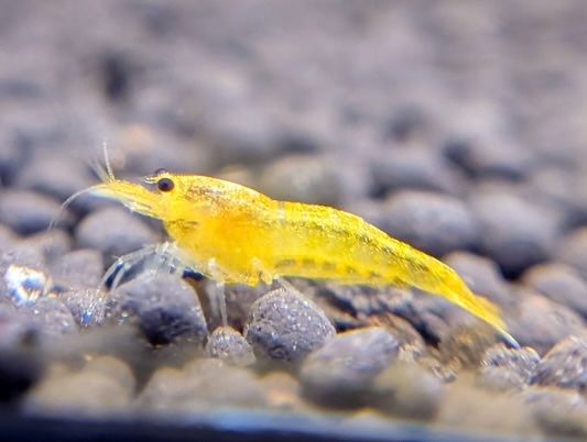 Ofereço Aquatlantis Nano Cube com vivos