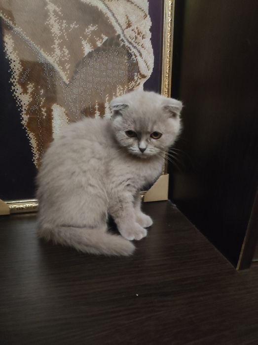 Киця муркиця фолд, Висловуха, 3 міс