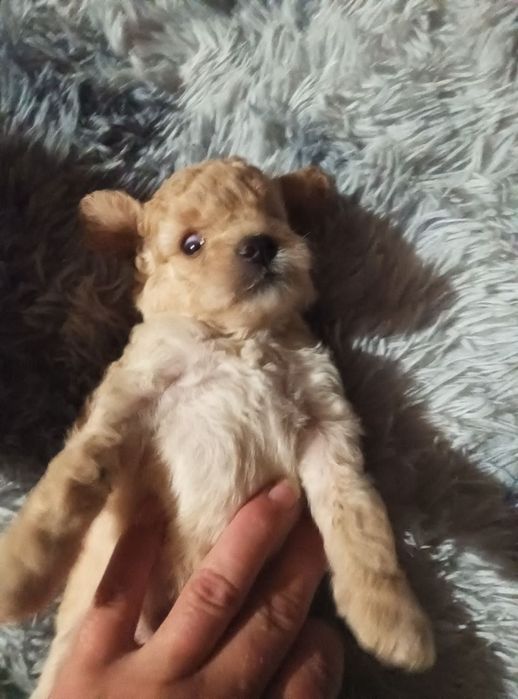 Продам той пуделя