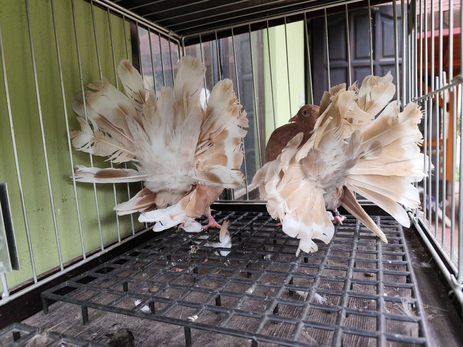 Pawiki zółte,para,2020rok,cena 300 zł