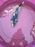 Carpa koi criacao 2024