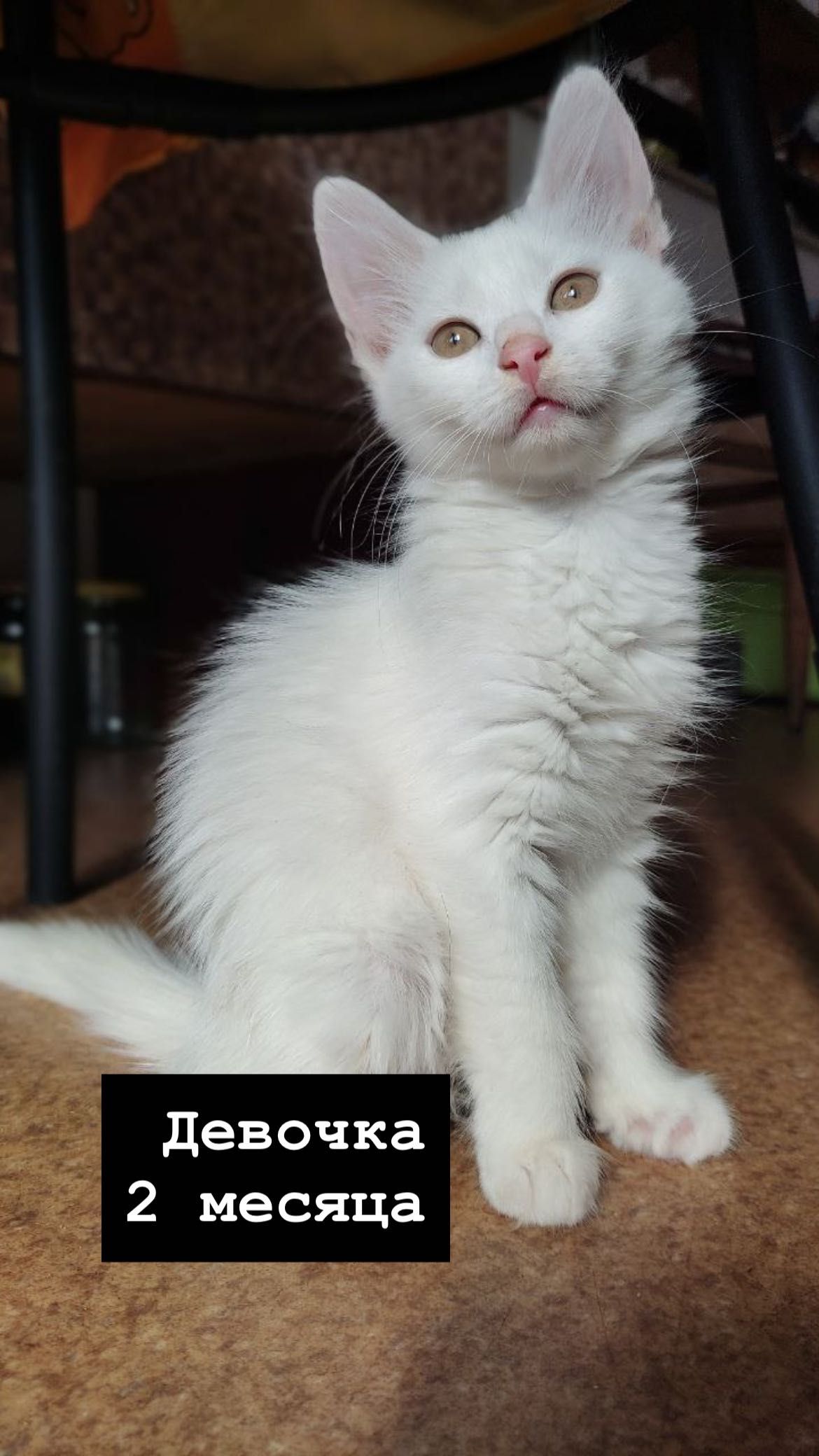 Котенок , как из рекламы вискас и ее сестра бесплатно