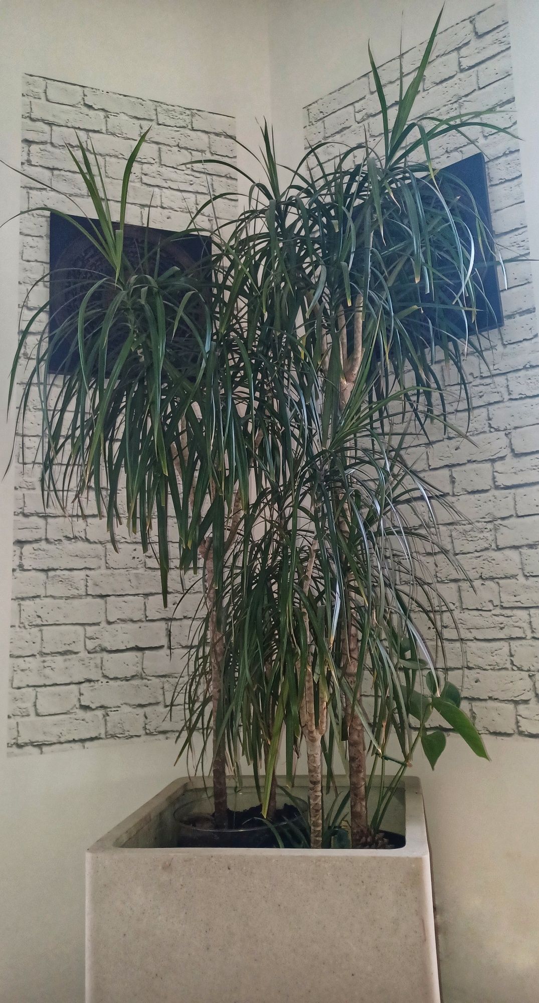 Dracaena Marginata 180cm