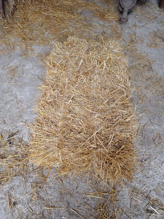 Sprzedam słomę owsianą