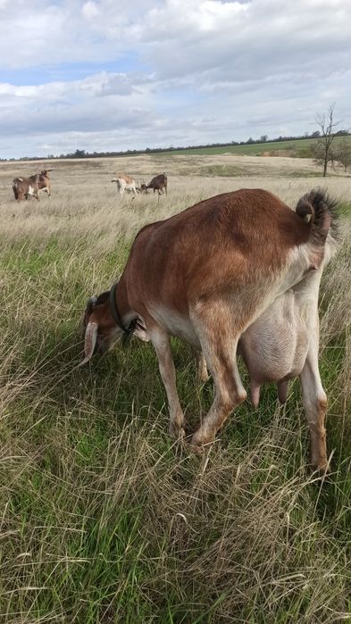 Продам.Англонубийская коза