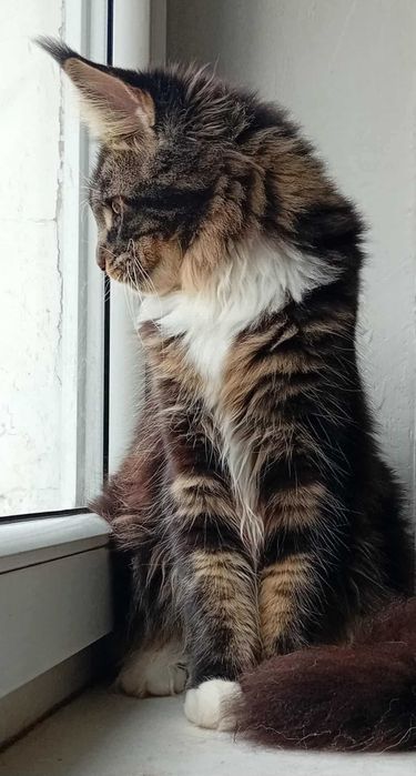 Kocurek Maine Coon z rodowodem